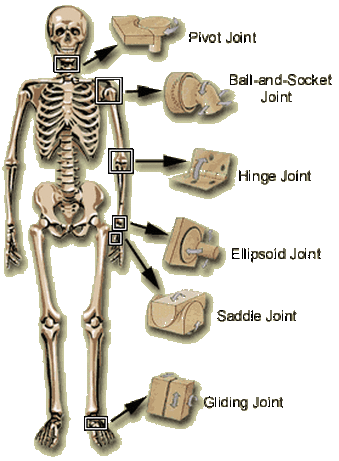 Diagram - Skeletal System