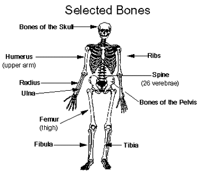 Major Bones In The Human Body / Simon Says Anatomy Flashcards | Easy